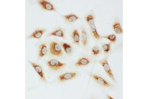 Anti-Cytochrome C antibody, ICC ICC: A549 Cell (Cytochrome C anticorps  (C-Term))