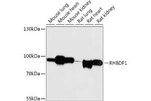 Western blot analysis of extracts of various cell lines, using RHBDF1 antibody (ABIN7269977) at 1:1000 dilution. (RHBDF1 anticorps  (AA 200-400))