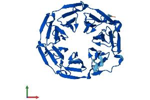AlphaFold protein structure predicition of Mouse Recombinant Klhdc8a Protein, UniprotID Q91XA8