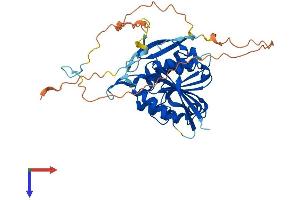 AlphaFold protein structure predicition of Mouse Recombinant Mettl22 Protein, UniprotID Q8R1C6