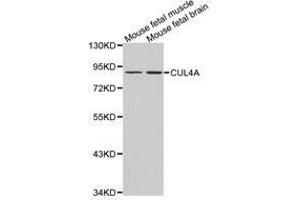 Western Blotting (WB) image for anti-Cullin 4A (CUL4A) antibody (ABIN1872121)