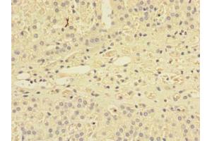 Immunohistochemistry of paraffin-embedded human adrenal gland tissue using ABIN7166112 at dilution of 1:100 (SHISA5 anticorps  (AA 56-137))
