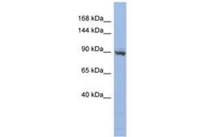 Image no. 1 for anti-Zinc Finger Protein 546 (ZNF546) (AA 143-192) antibody (ABIN6742667) (ZNF546 anticorps  (AA 143-192))