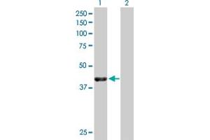 Western Blot analysis of NECAB1 expression in transfected 293T cell line by NECAB1 MaxPab polyclonal antibody. (NECAB1 anticorps  (AA 1-351))