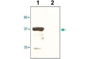 The tissue lysate derived from mouse kidney was immunoprobed by POU5F1 polyclonal antibody  at 1 : 500. (OCT4 anticorps)