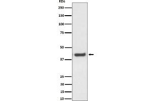 Western blot analysis of MVK expression in HepG2 cell lysate.