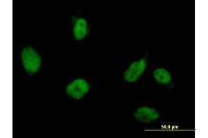 Immunofluorescence of purified MaxPab antibody to RUVBL2 on HeLa cell. (RUVBL2 anticorps  (AA 1-463))