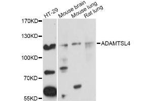 Western blot analysis of extracts of various cell lines, using ADAMTSL4 Antibody (ABIN5972752) at 1/1000 dilution. (ADAMTSL4 anticorps)