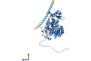 AlphaFold protein structure predicition of Human Recombinant RECQL Protein, UniprotID P46063