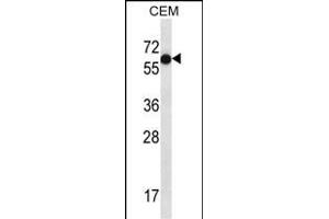 TFB Antibody (C-term) (ABIN657180 and ABIN2846308) western blot analysis in CEM cell line lysates (35 μg/lane). (TFAP2B anticorps  (C-Term))