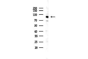 anti-C-Jun-Amino-Terminal Kinase-Interacting Protein 2 (JIP-2) (Internal Region) antibody