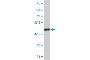 Western Blot detection against Immunogen (33.