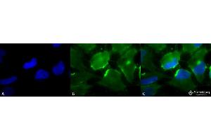 Immunocytochemistry/Immunofluorescence analysis using Mouse Anti-CD74 Monoclonal Antibody, Clone PIN 1.