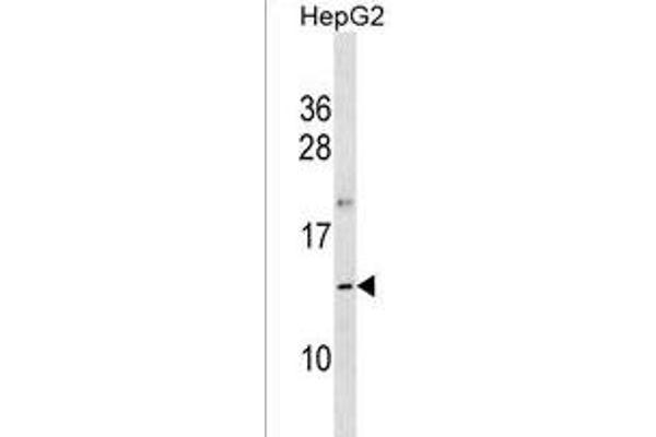Oosp1 anticorps  (C-Term)