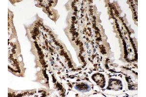 Anti- Lamin A Picoband antibody, IHC(P) IHC(P): Mouse Intestine Tissue