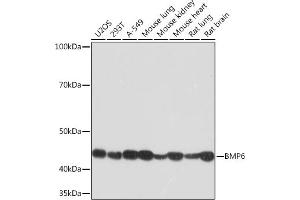 Western blot analysis of extracts of various cell lines, using BMP6 Rabbit mAb (ABIN7265900) at 1:1000 dilution. (BMP6 anticorps)