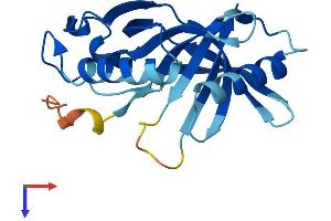 AlphaFold protein structure predicition of Mouse Recombinant Hebp1 Protein, UniprotID Q9R257