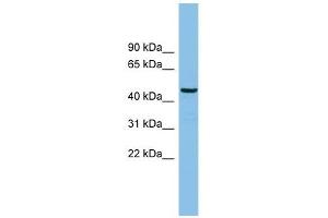 HS1BP3 antibody used at 1 ug/ml to detect target protein. (HS1BP3 anticorps  (N-Term))