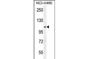 ACD10 Antibody (Center) (ABIN654760 and ABIN2844444) western blot analysis in NCI- cell line lysates (35 μg/lane). (ACAD10 anticorps  (AA 393-421))