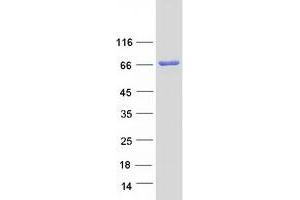 Validation with Western Blot