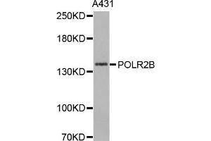 Western Blotting (WB) image for anti-Polymerase (RNA) II (DNA Directed) Polypeptide B, 140kDa (POLR2B) antibody (ABIN1876957) (POLR2B anticorps)