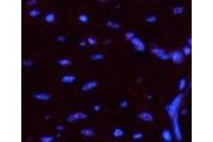 Immunofluorescence analysis of Mouse heart tissue using Luciferase Monoclonal Antibody at dilution of 1:200. (Luciferase anticorps)
