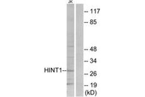 Western blot analysis of extracts from Jurkat cells, using HINT1 Antibody.