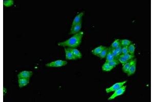 Immunofluorescent analysis of HepG2 cells using ABIN7176064 at dilution of 1:100 and Alexa Fluor 488-congugated AffiniPure Goat Anti-Rabbit IgG(H+L)