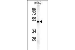 MIN Antibody (N-term) (ABIN654085 and ABIN2843973) western blot analysis in K562 cell line lysates (35 μg/lane).