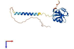 AlphaFold protein structure predicition of Mouse Recombinant Clec2i Protein, UniprotID Q9WVF9