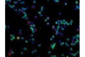 Immunofluorescence (IF) image for anti-CD14 (CD14) antibody (Alexa Fluor 594) (ABIN2656817) (CD14 anticorps  (Alexa Fluor 594))