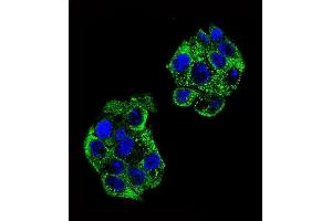 Confocal immunofluorescent analysis of PON2 Antibody (Center) (ABIN651946 and ABIN2840470) with HepG2 cell followed by Alexa Fluor 488-conjugated goat anti-rabbit lgG (green).