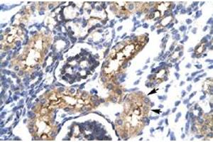 Immunohistochemical staining (Formalin-fixed paraffin-embedded sections) of human kidney with EHF polyclonal antibody  at 4-8 ug/mL working concentration. (EHF anticorps  (N-Term))