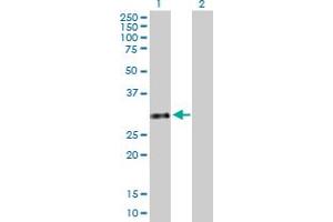 Western Blot analysis of GTF2H3 expression in transfected 293T cell line by GTF2H3 MaxPab polyclonal antibody.