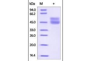 SDS-PAGE (SDS) image for CD3 epsilon (CD3E) (AA 23-126) (Active) protein (His tag,Fc Tag) (ABIN2180738) (CD3 epsilon Protein (CD3E) (AA 23-126) (His tag,Fc Tag))