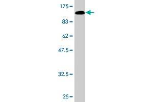 Western Blot detection against Immunogen (106.