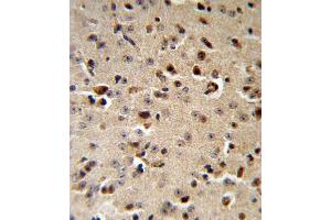 TPH2 Antibody (Center) (ABIN653124 and ABIN2842704) IHC analysis in formalin fixed and paraffin embedded mouse brain followed by peroxidase conjugation of the secondary antibody and DAB staining. (Tryptophan Hydroxylase 2 anticorps  (AA 168-193))