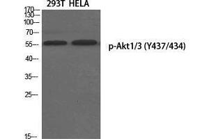 Western Blot (WB) analysis of specific cells using Phospho-Akt1/3 (Y437/434) Polyclonal Antibody. (AKT1/3 (pTyr434), (pTyr437) anticorps)