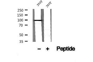 Western blot analysis of extracts of 293T cells, using Phospho-FoxO3a (Ser7) Antibody.