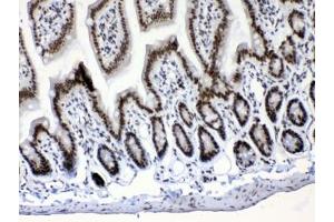 IHC testing of FFPE mouse intestine tissue with Musashi antibody at 1ug/ml.