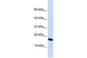 WB Suggested Anti-H2AFX Antibody Titration: 0. (H2AFX anticorps  (N-Term))