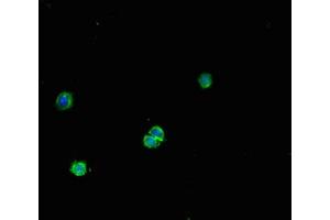 Immunofluorescent analysis of HepG2 cells using ABIN7165586 at dilution of 1:100 and Alexa Fluor 488-congugated AffiniPure Goat Anti-Rabbit IgG(H+L)