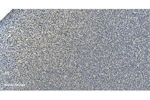 IHC analysis of LSM8 using anti-LSM8 antibody (ABIN7599579). (NAA38 anticorps  (AA 1-96))