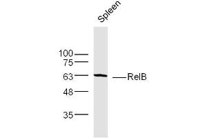 Mouse Spleen lysates probed with RelB Polyclonal Antibody, Unconjugated  at 1:300 dilution and 4˚C overnight incubation.
