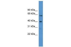Western Blot showing SSTR2 antibody used at a concentration of 1-2 ug/ml to detect its target protein.