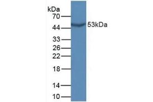 Detection of GDF10 in Mouse Sp2/0 Cells using Polyclonal Antibody to Growth Differentiation Factor 10 (GDF10) (GDF10 anticorps  (AA 339-477))