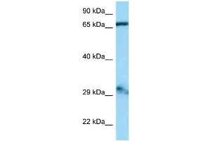 WB Suggested Anti-Gfm1 Antibody Titration: 1. (GFM1 anticorps  (Middle Region))
