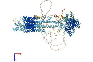 AlphaFold protein structure predicition of Mouse Recombinant Adcy5 Protein, UniprotID P84309