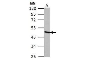WB Image Fumarate hydratase antibody detects Fumarate hydratase protein by Western blot analysis. (FH anticorps)