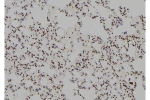 ABIN6279377 at 1/100 staining Rat lung tissue by IHC-P. (POLR2F anticorps  (N-Term))